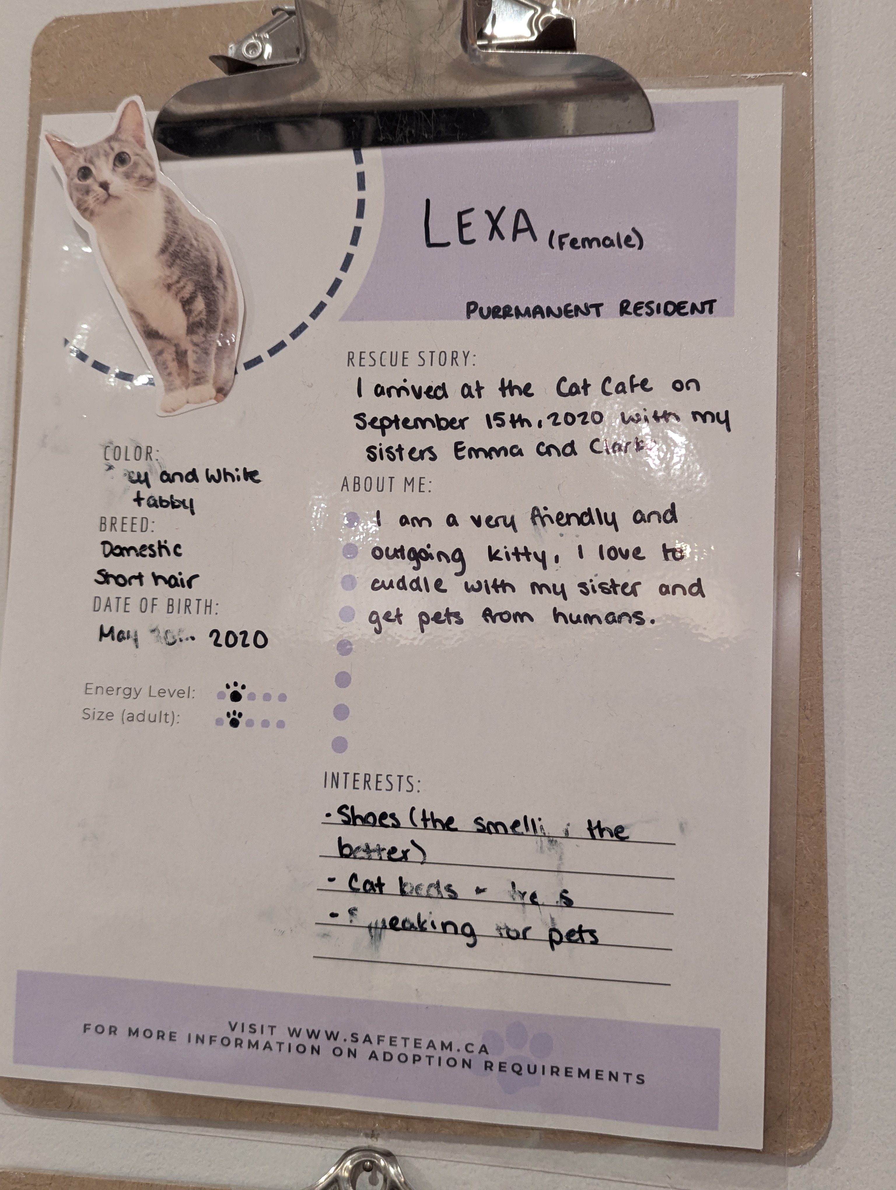 Birthday Trip to Canada, Cat Cafe, Edmonton